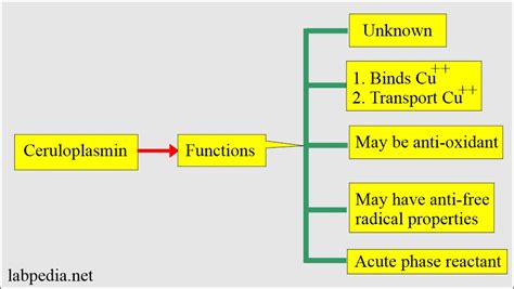 Ceruloplasmin, Copper Toxicity and Wilson's Disease - Labpedia.net