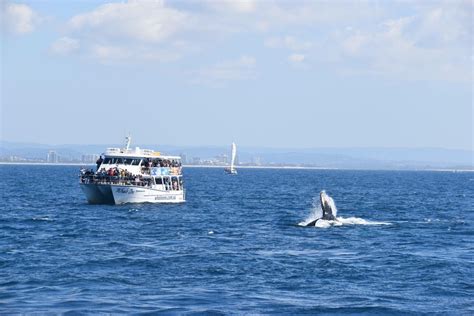 Mooloolaba Whale Watching Cruise - Tourism Town - The Tourism ...