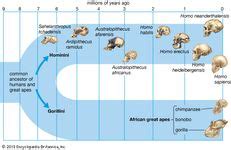 Homo | Species & Facts | Britannica.com