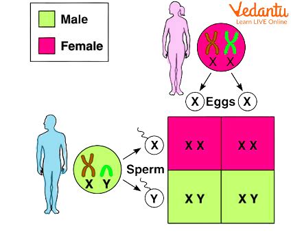 Sex Determination – Role of X and Y Chromosomes