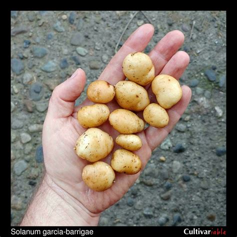 Wild Potatoes - Catalog Page - Cultivariable