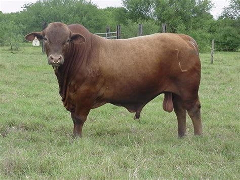 Brangus and Brangus Cattle Genetics Breeders ~ planetanimalzone