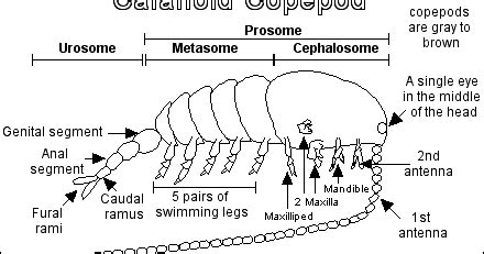 firman.laut57: copepoda