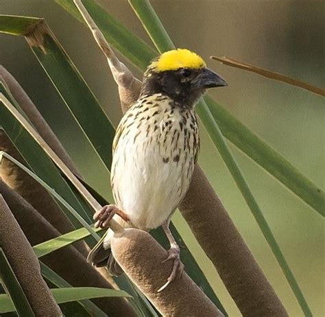 Streaked Weaver (Ploceus manyar) male in breeding plumage | Weavers, Image database, Bird