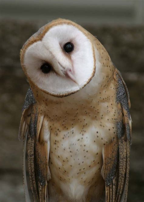 For their size, Eastern Screech Owls are among the feircest predators ...