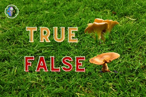 Chanterelles Mushroom Identification & False Look-Alikes