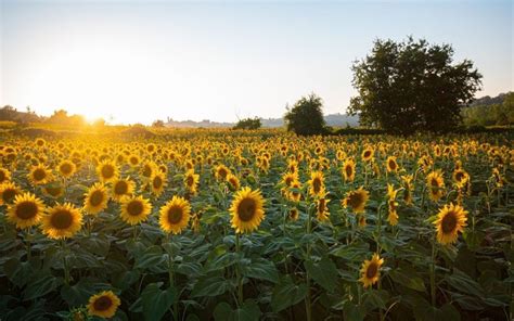 Los campos de girasoles más bonitos del mundo y de México