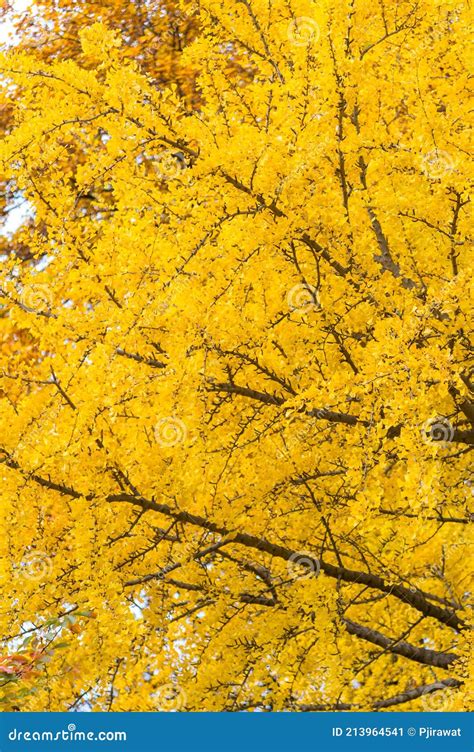 Close-up of Gingko Tree in Autumn Stock Image - Image of color, close: 213964541