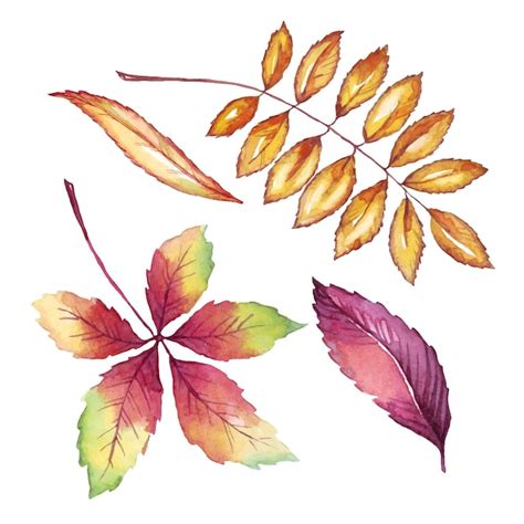 Premium Vector | Fall leaves watercolor clipart