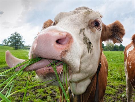 Cow Eating Fresh Grass Photograph by Matthias Hauser