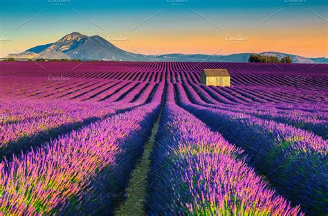 Lavender fields in Provence, France | Campos de lavanda, Obras de van gogh, Lavanda