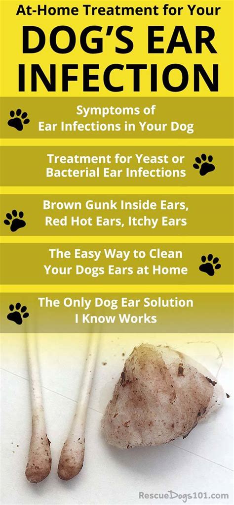 The Secret to Getting Rid of Ear Infections in Your Dog at Home