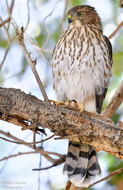 fledgling coopers hawk | Cooper's hawk, Bird drawings, Beautiful birds