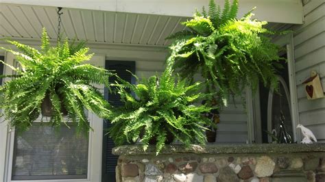 Extreme Couponing Mommy: HUGE, HEALTHY, CHEAP Hanging Ferns at KMart