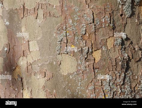 background photo of texture of London plane tree bark Stock Photo - Alamy