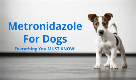 Metronidazole for Dogs – Everything You MUST KNOW!