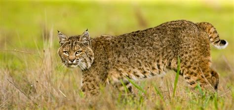 Bobcat Photo Tour in Northern California | Cat Expeditions