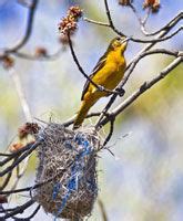 Oriole nest building - Ontario Nature