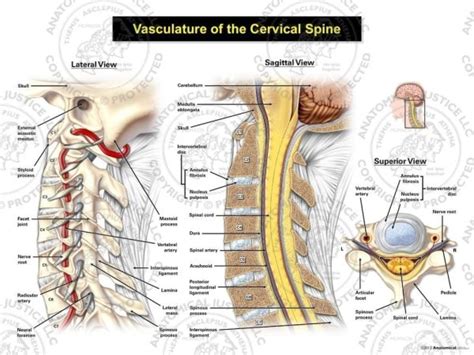 Vasculature of the Cervical Spine