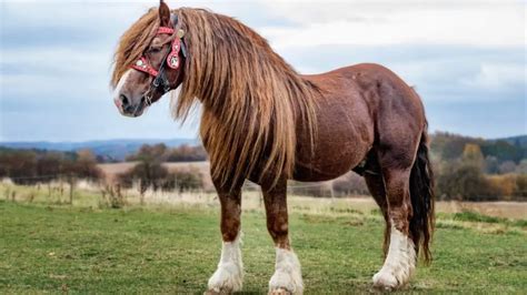 Percheron Horse Facts And Information – Breed Profile