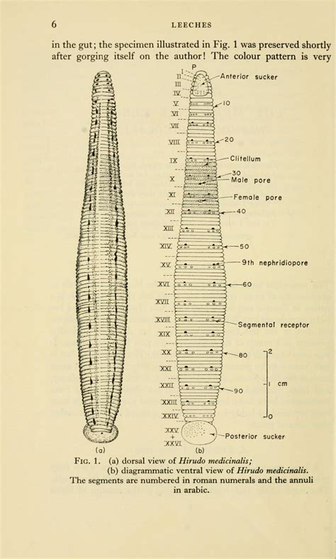 Scientific Illustration | Anatomy of the Medicinal leech (Hirudo...