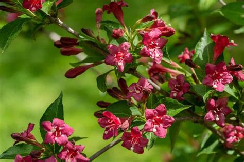 15 Shrubs For Wet Clay Soil That Will Look Great In Your Garden