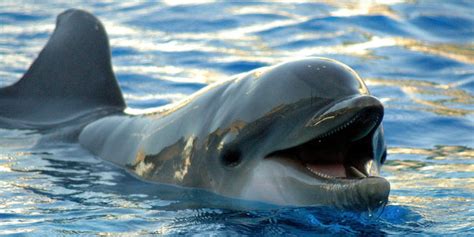 Dolphin vs Porpoise - Difference and Comparison | Diffen