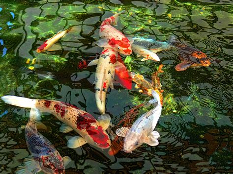 Japanese Koi Fish Pond Photograph by Jennie Marie Schell