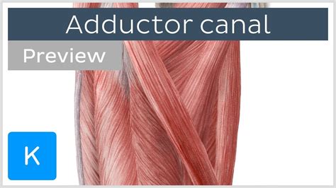 Adductor Canal