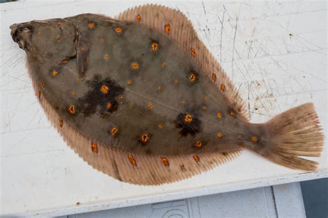 Flatfish Identification A Simplified Guide to Common Flatfish | Planet ...