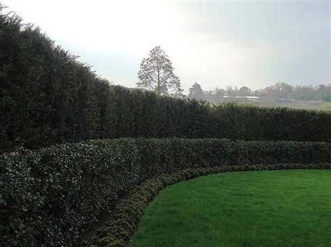 Cupressus x Leylandii. Hedging Offers. Mature Leylandii Hedging