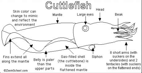 What is a slug? A snail with a housing problem!