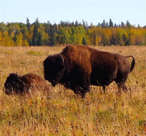 Bison - Riding Mountain National Park, Canada by T. Major American ...