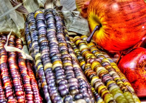 Indian Corn And Apples Free Stock Photo - Public Domain Pictures