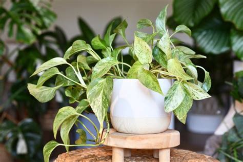 Pothos Plant (or Potus): Learn To Care For It, Reproduce It, 45% OFF