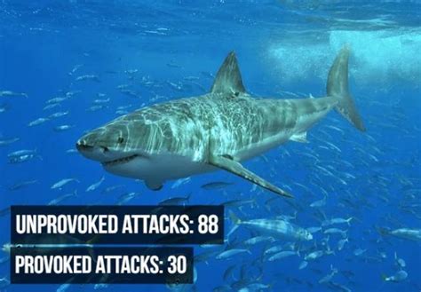 Shark Attack Facts That Hurt (9 pics) - Izismile.com