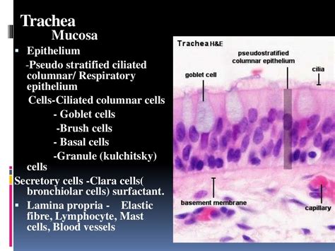 Histology of trachea and lung