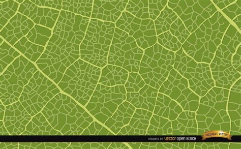 Green Leaf Texture Background Vector Download