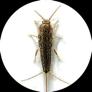 Silverfish | Pest Control Sydney | Facts