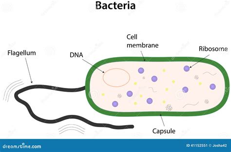 Bacteria stock vector. Illustration of bacteria, ribosome - 41152551