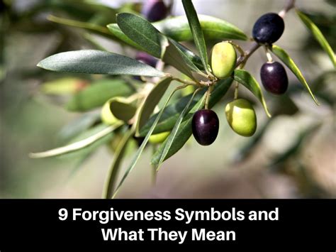 10 Forgiveness Symbols