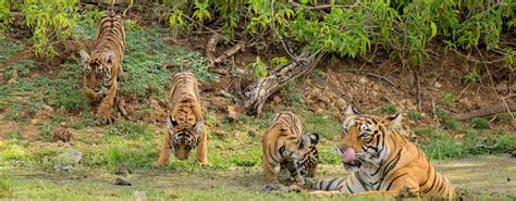 Tiger Safari Ranthambore | Rajasthan Leafes