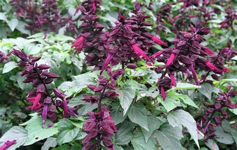 Salvia splendens seeds SCARLET SAGE | BELL Garden Company,Wholesale Plant seeds,Alive roots ...