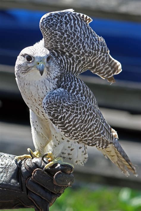 Gyrfalcon 2014 - 1 - Gyrfalcon – Grey Form This Arctic-bred raptor ...