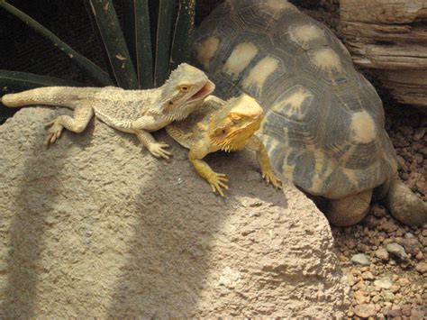 File:Two bearded dragons and a tortoise (Indianapolis Zoo, 2009).jpg - Wikimedia Commons