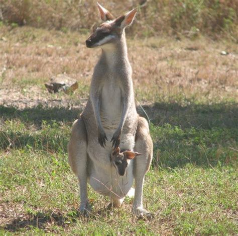 Whiptail Wallaby (Macropus parryi) Free Photo Download | FreeImages