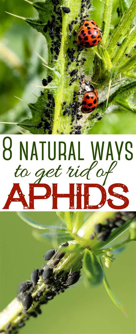 8 Natural Ways to Get Rid of Aphids