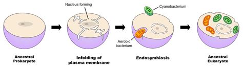 How would you define endosymbiotic theory? | Socratic