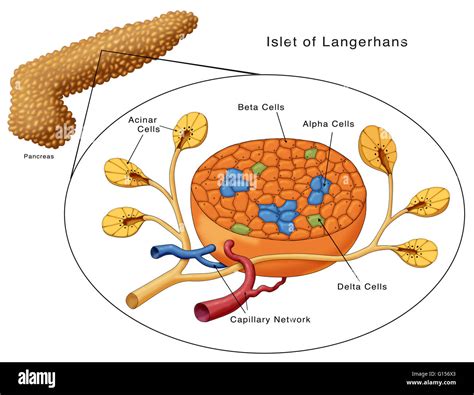 Diagram of the Islets of Langerhans. Shown are the acinar cells, beta ...