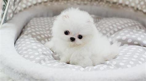 Teacup Puppies Wallpapers - Wallpaper Cave